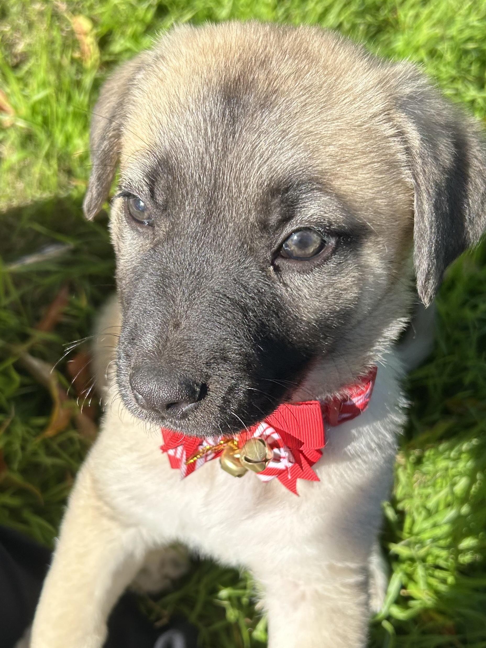 Mavis, a ADOPTABLE mixed breed in Gilbert, AZ image 4/6
