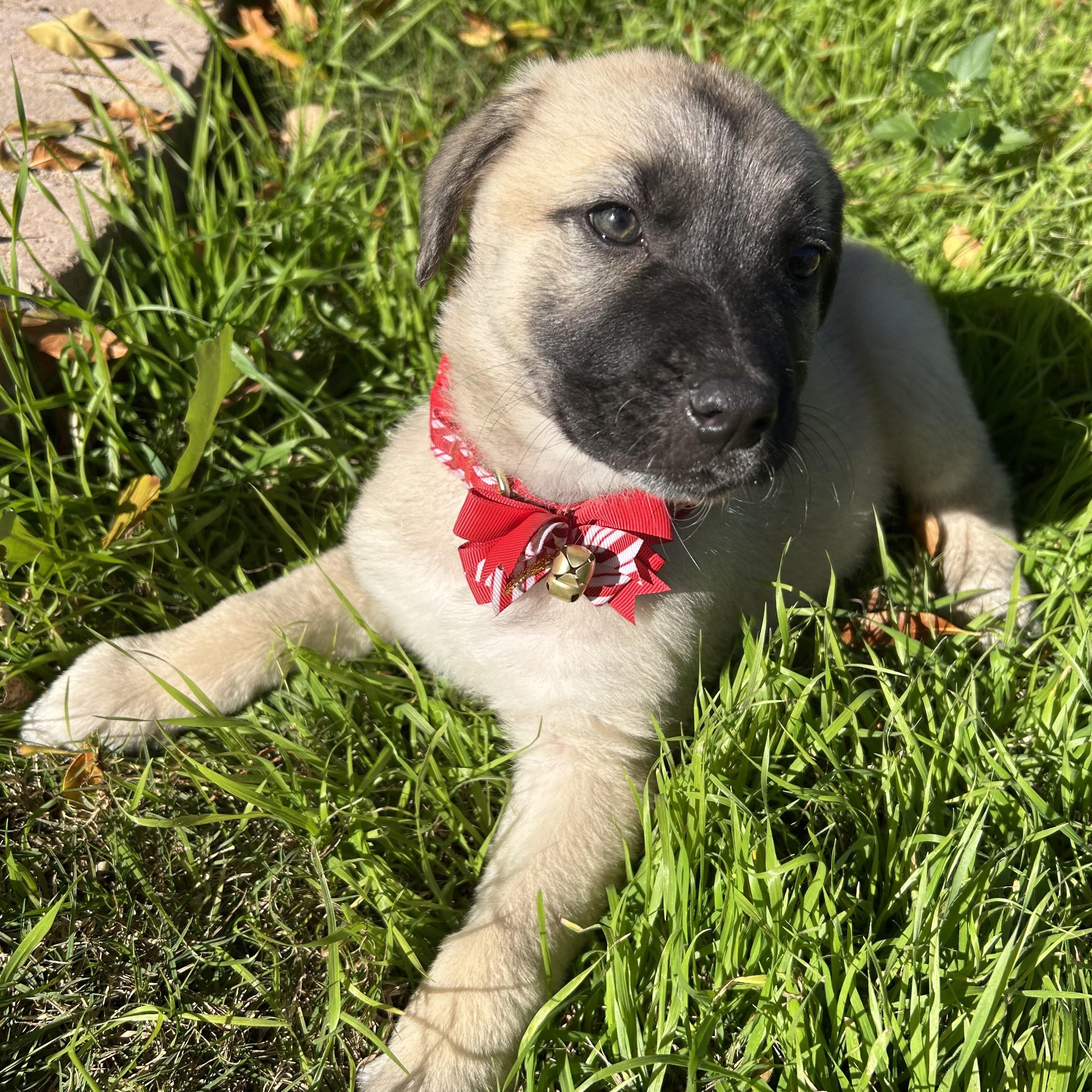 Mavis, a ADOPTABLE mixed breed in Gilbert, AZ image 5/6