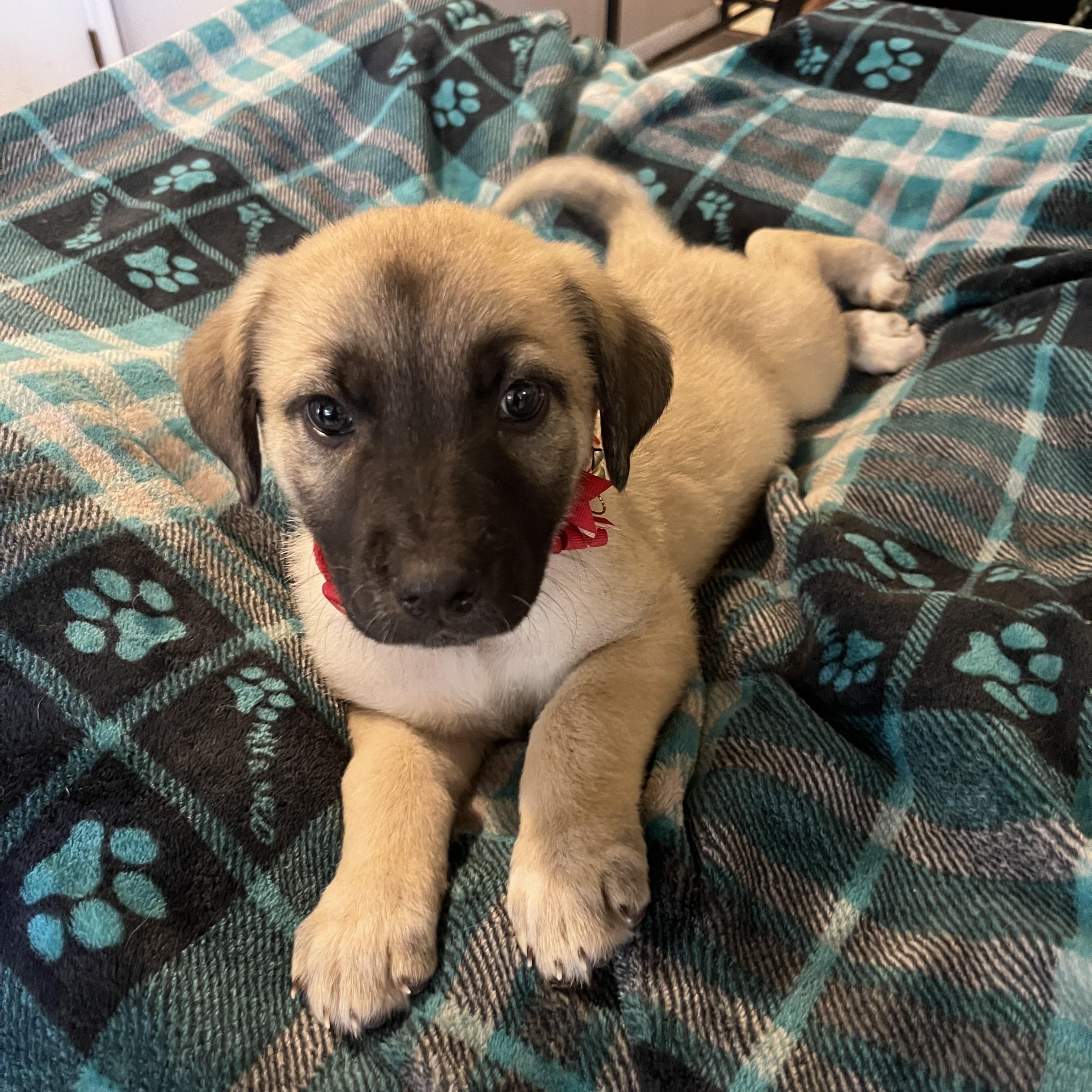 Mavis, a ADOPTABLE mixed breed in Gilbert, AZ image 6/6