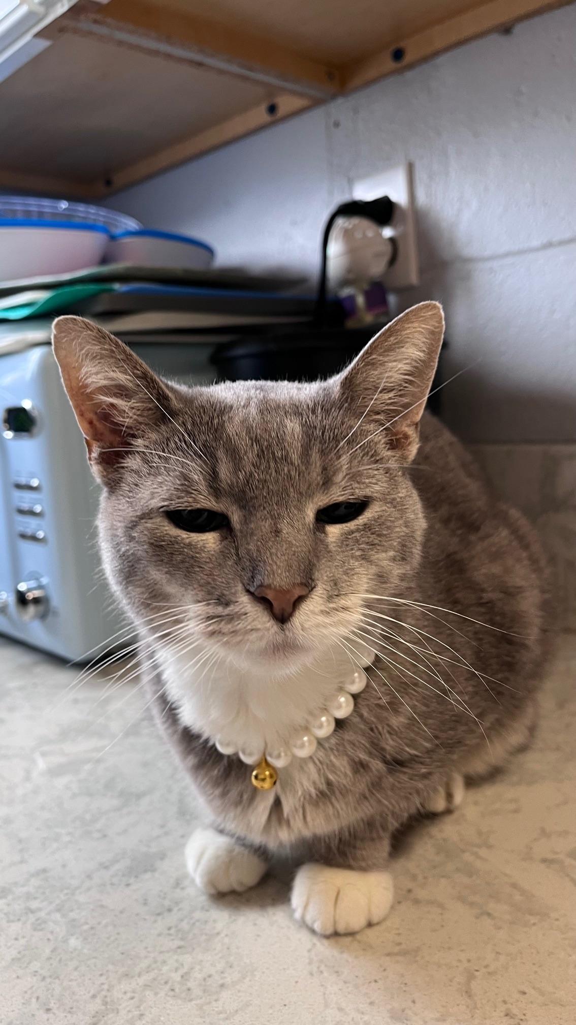 Chiara, an adopted Domestic Short Hair in East Northport, NY image 5/6