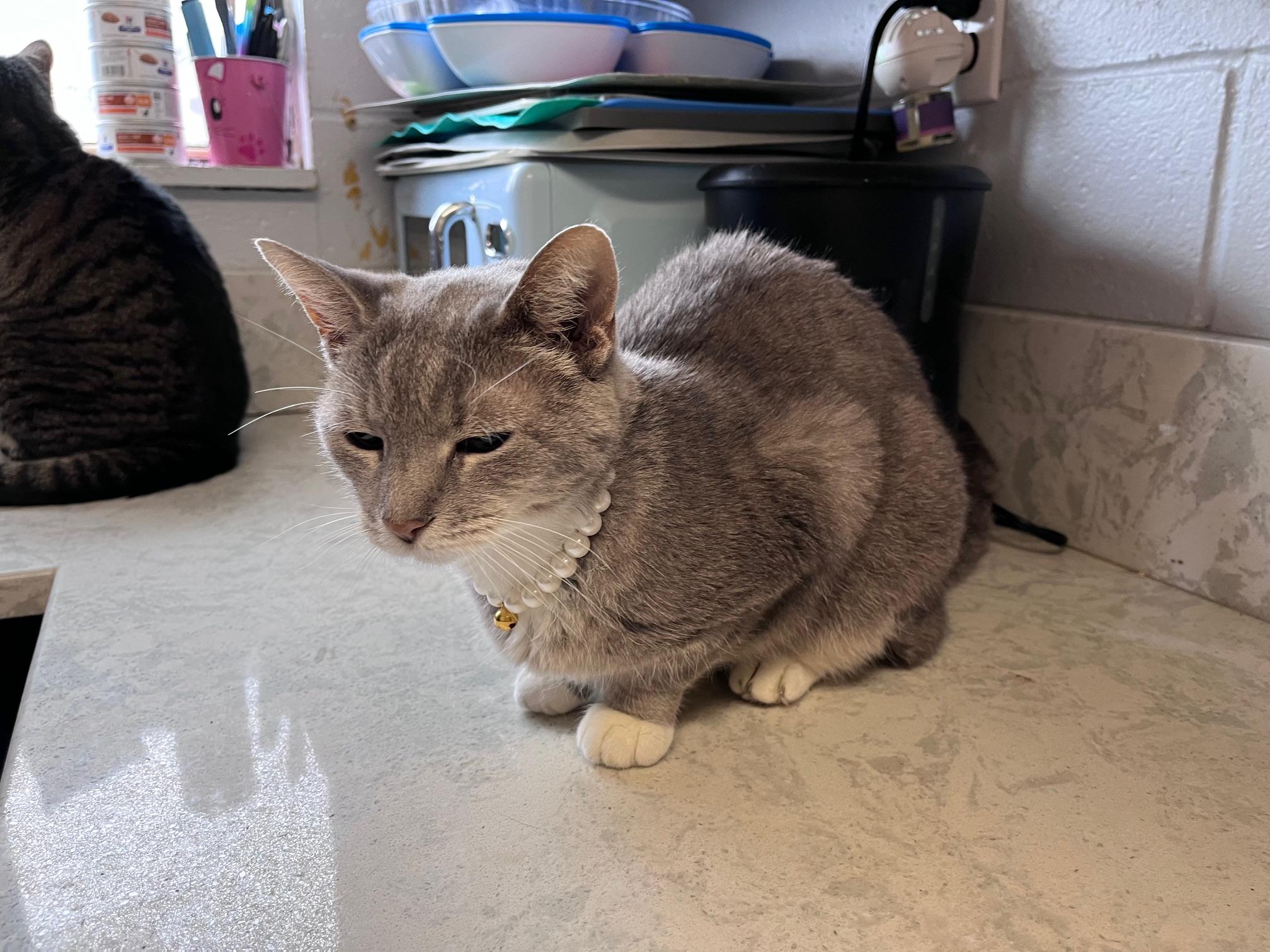 Chiara, an adopted Domestic Short Hair in East Northport, NY image 2/6