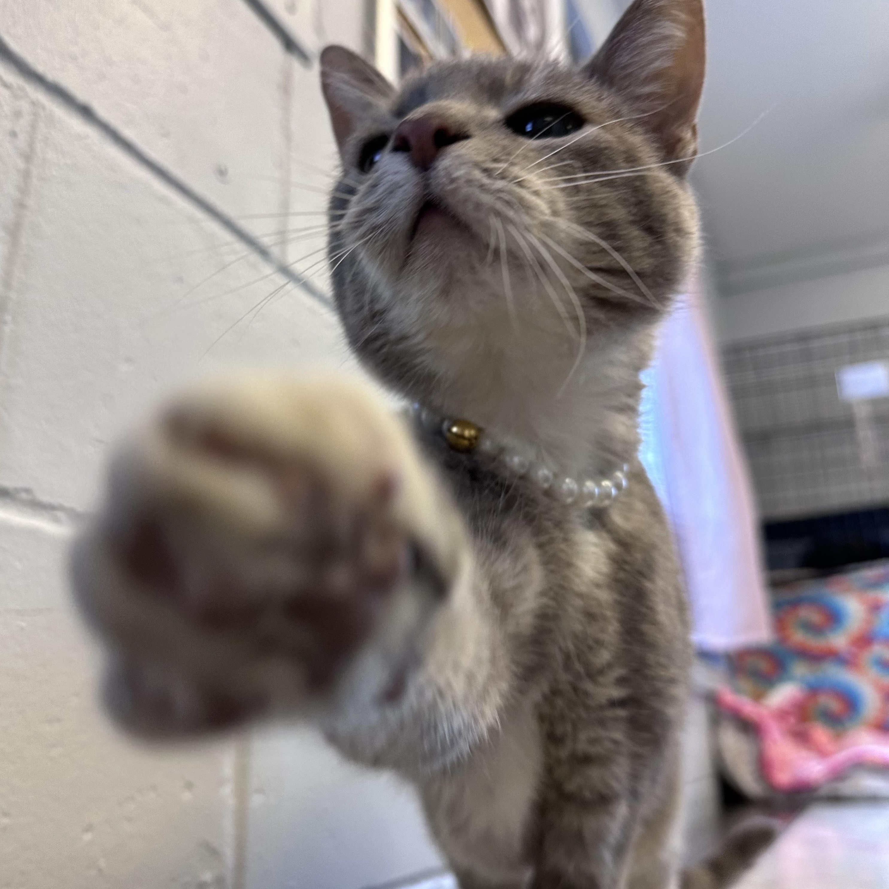 Chiara, an adopted Domestic Short Hair in East Northport, NY image 6/6