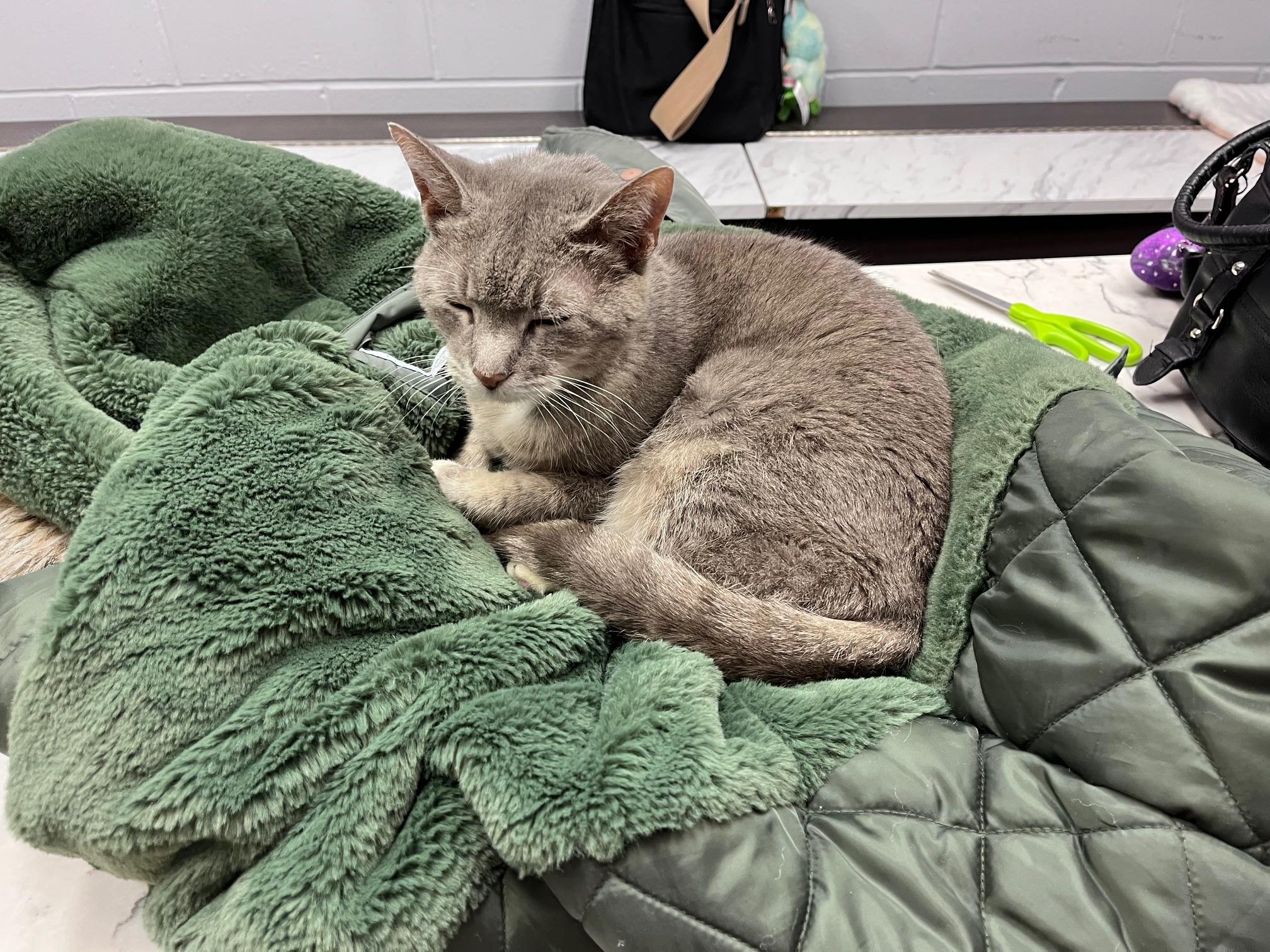Chiara, an adopted Domestic Short Hair in East Northport, NY image 4/6