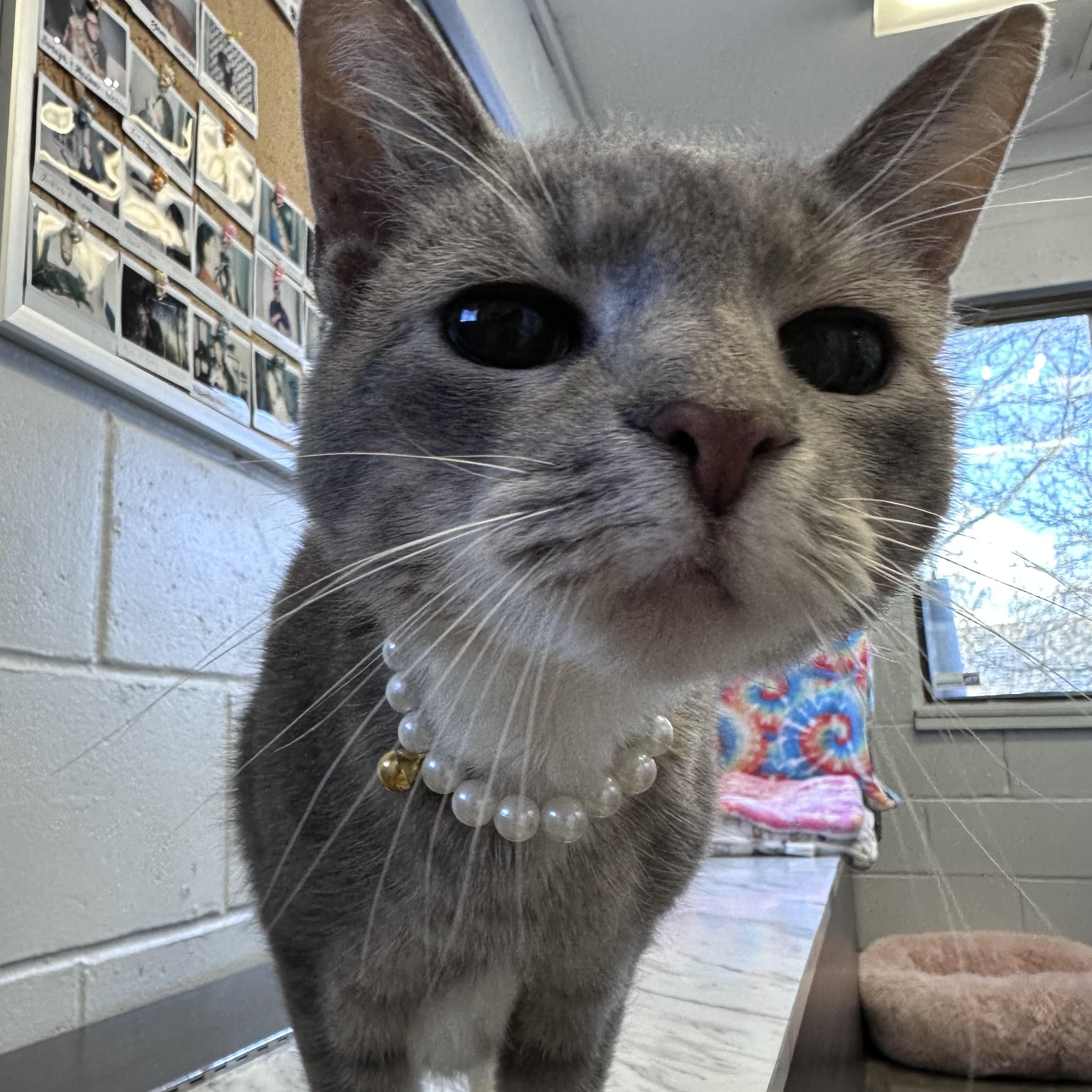 Chiara, adopted, Senior Female Domestic Short Hair.