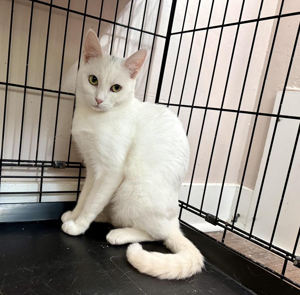 Bianca, Adoptable, Adult Female Domestic Short Hair.