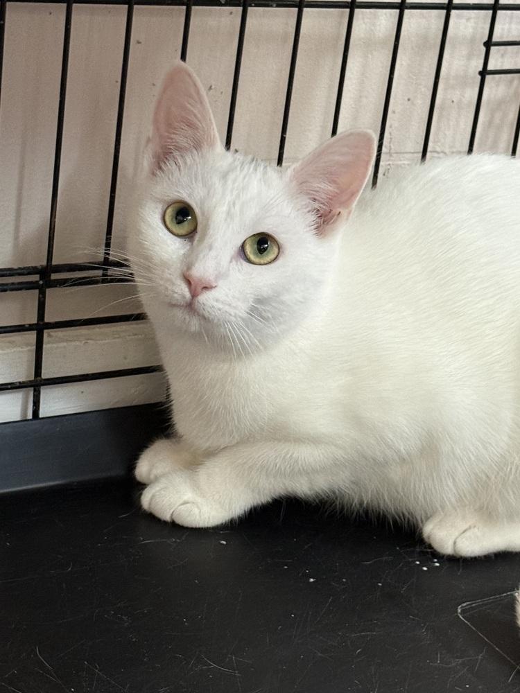 Enlarge Bianca, a Adoptable Domestic Short Hair in Duxbury, MA image 2/5
