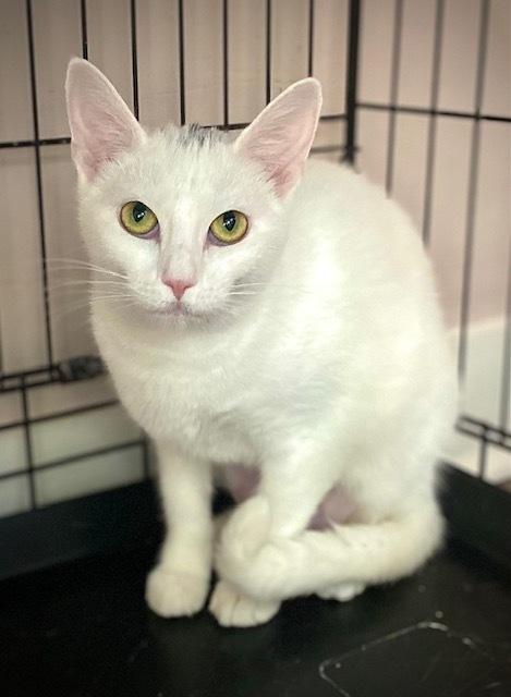 Enlarge Bianca, a Adoptable Domestic Short Hair in Duxbury, MA image 3/5