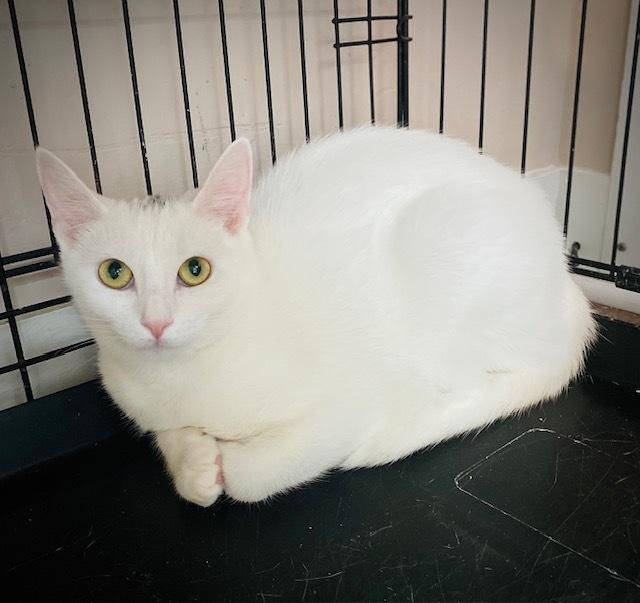 Enlarge Bianca, a Adoptable Domestic Short Hair in Duxbury, MA image 5/5