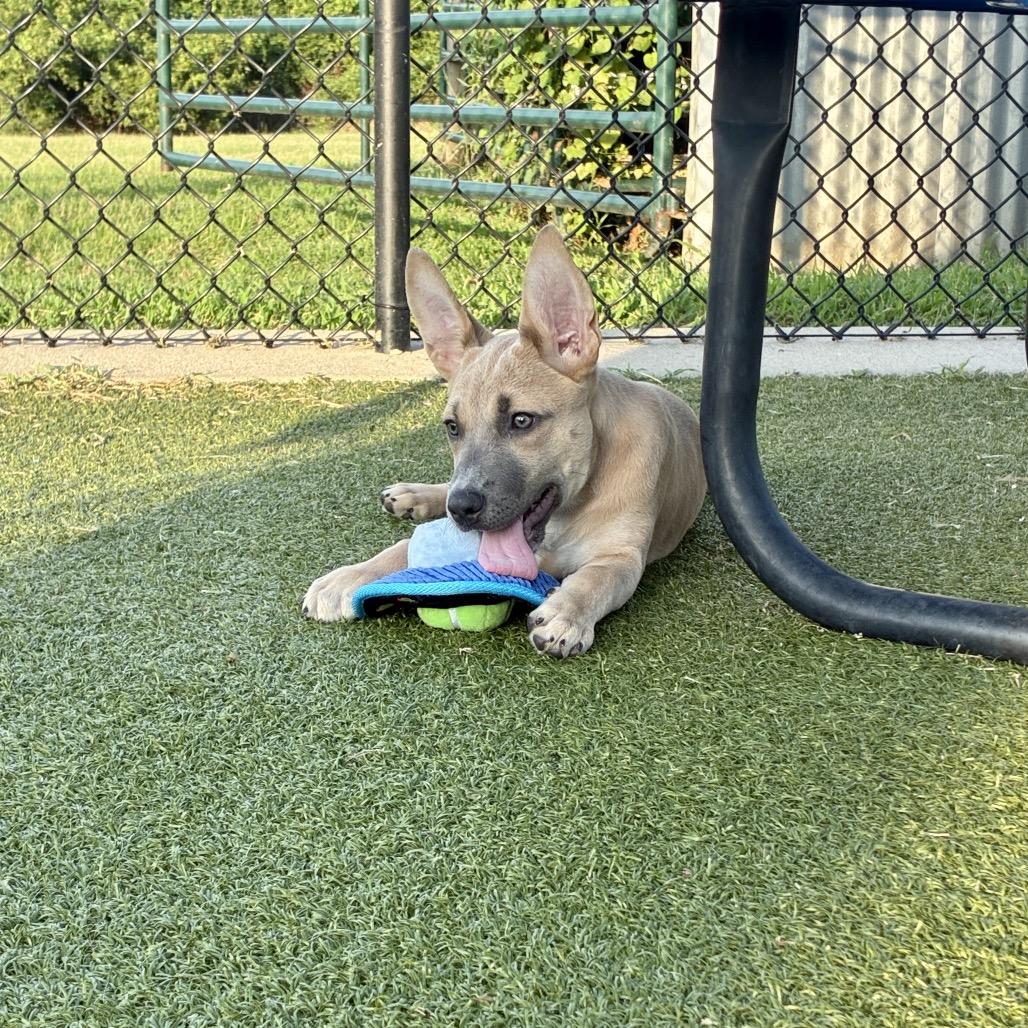 Lottie, a Adoptable mixed breed in Bryan, TX image 1/6