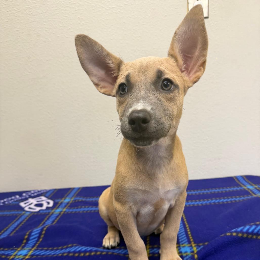 Lottie, a Adoptable mixed breed in Bryan, TX image 1/3