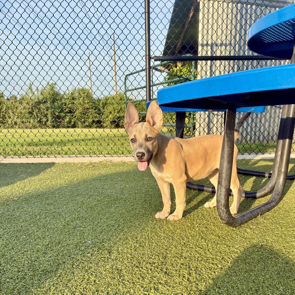 Lottie, a Adoptable mixed breed in Bryan, TX image 2/6