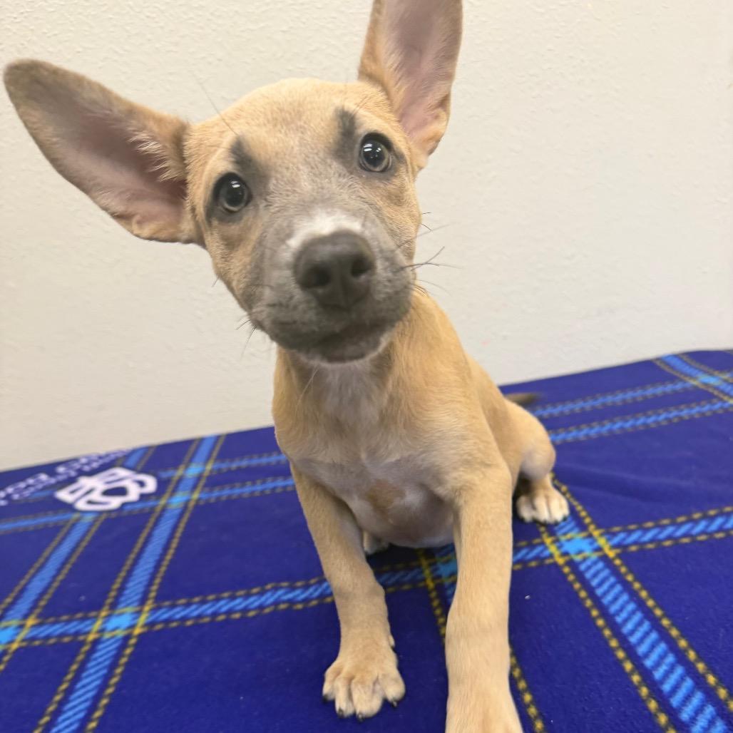Lottie, a Adoptable mixed breed in Bryan, TX image 2/3