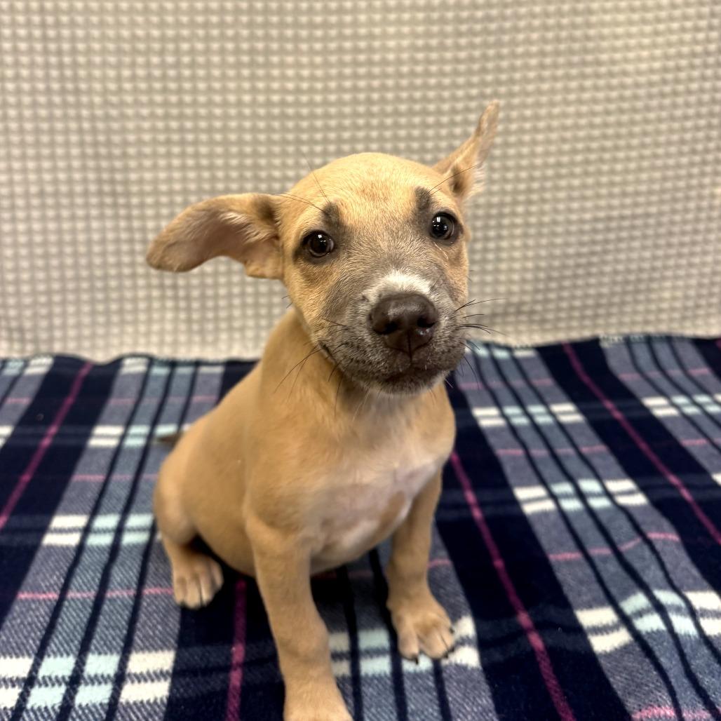 Lottie, a Adoptable mixed breed in Bryan, TX image 3/3