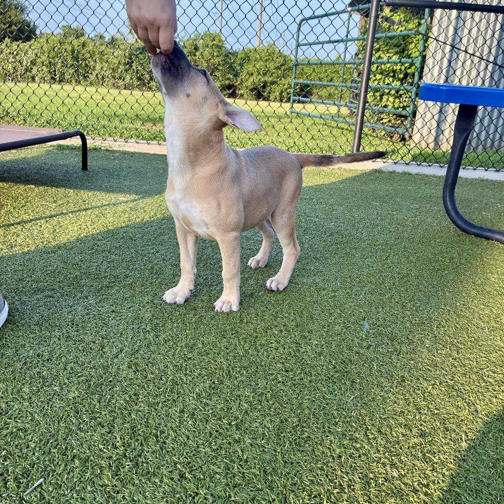 Lottie, a Adoptable mixed breed in Bryan, TX image 4/6