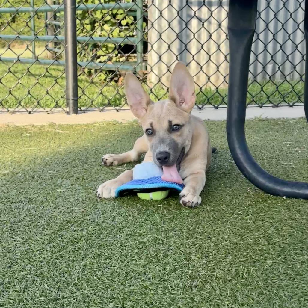 Lottie, a Adoptable mixed breed in Bryan, TX image 6/6
