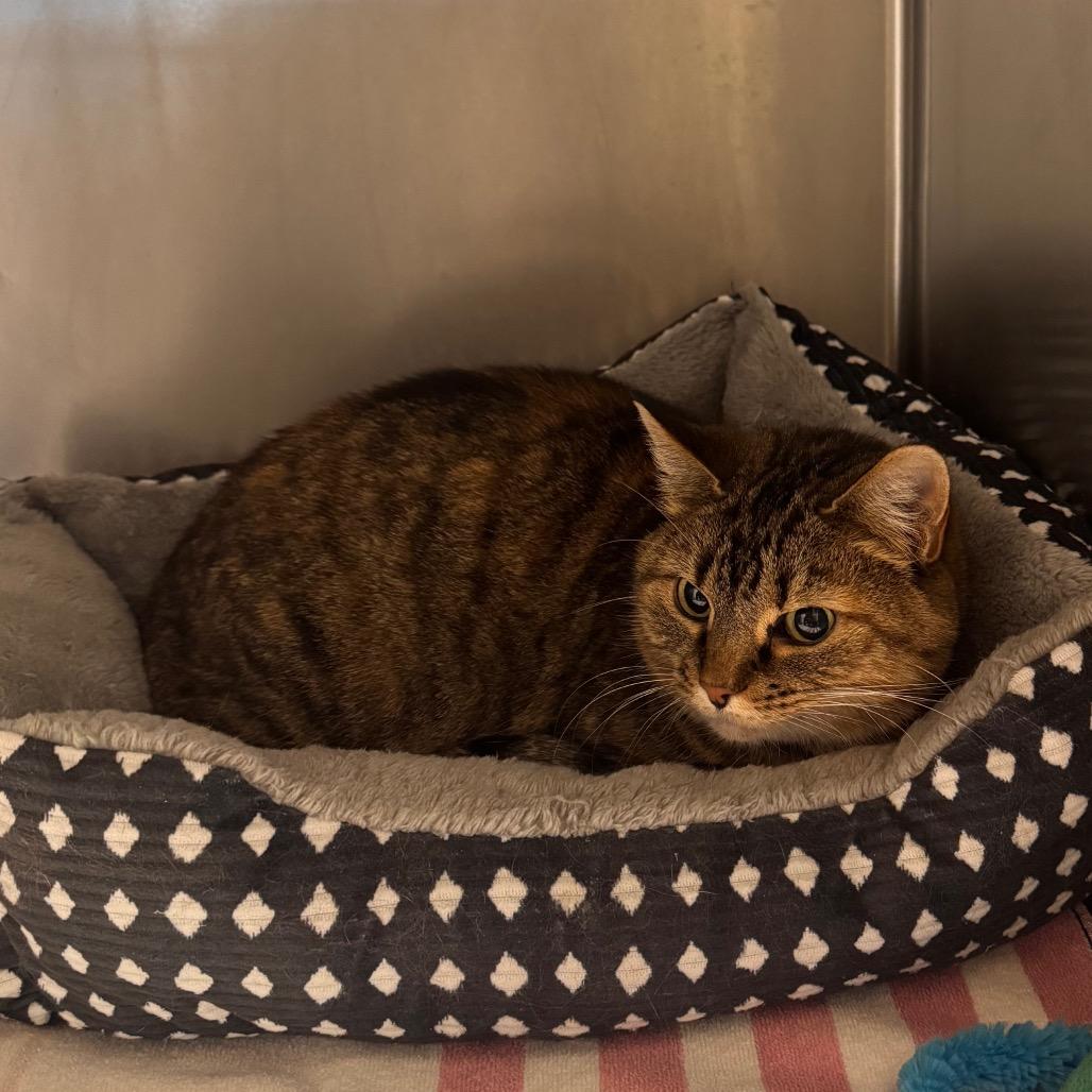 Frances, Adoptable, Senior Female Domestic Short Hair.