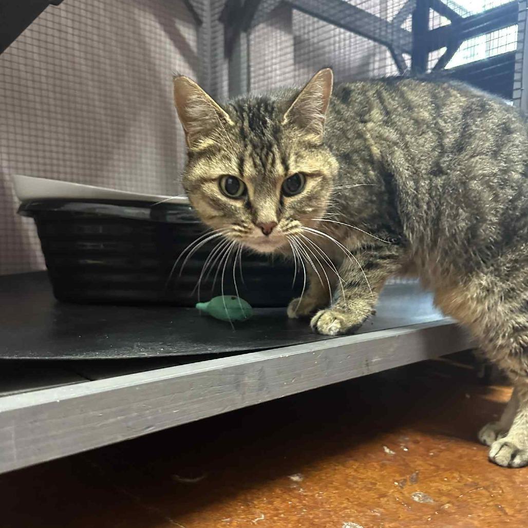 Enlarge Frances, a Adoptable Domestic Short Hair in Starkville, MS image 2/2