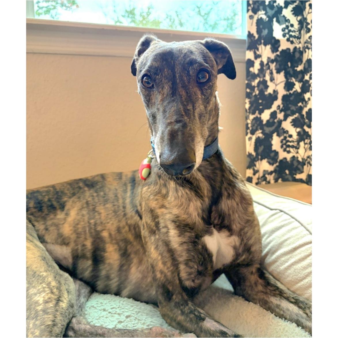 Enlarge Nutty Meggie (Meggie), a Adopted Greyhound in Tarpon Springs, FL image 1/6