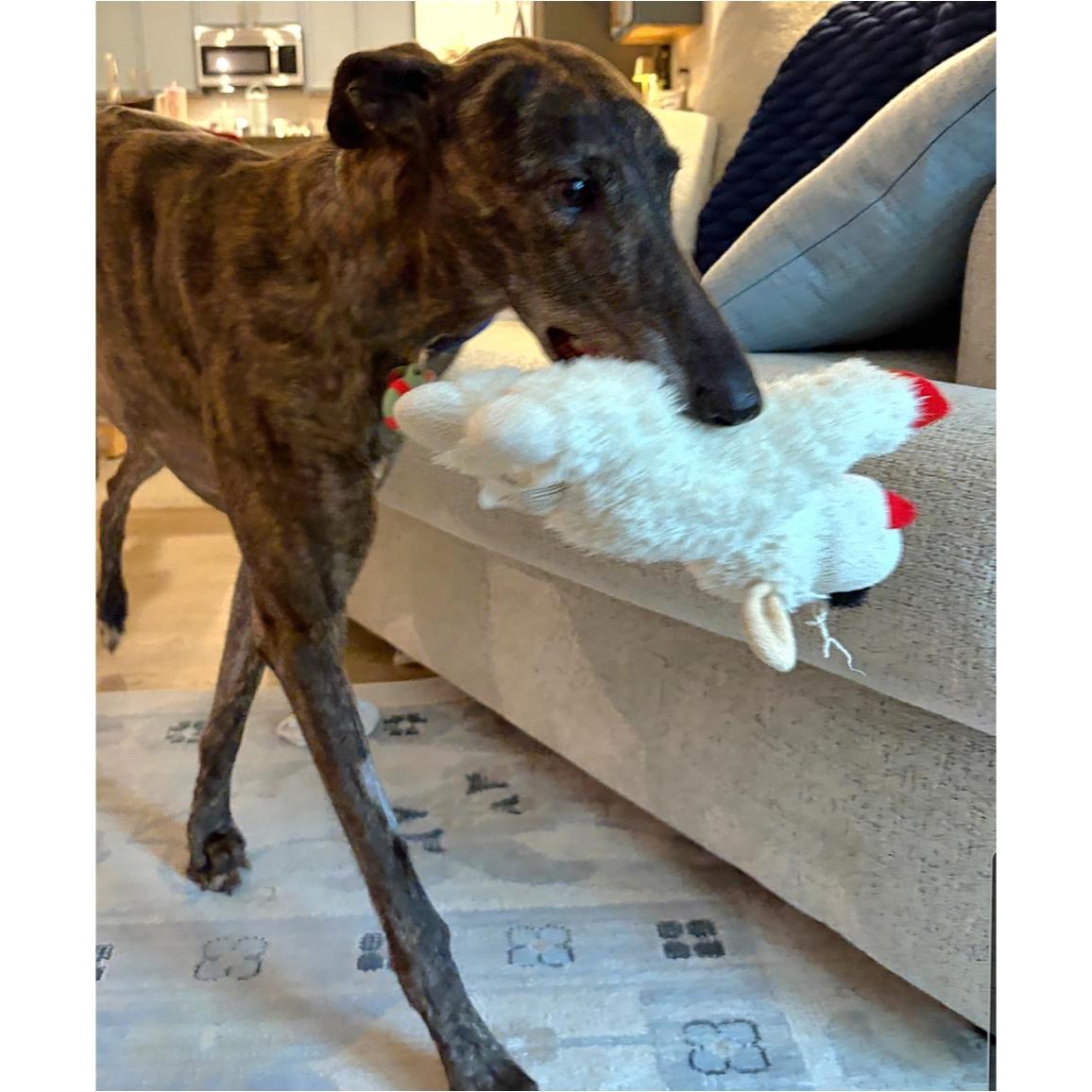 Enlarge Nutty Meggie (Meggie), a Adopted Greyhound in Tarpon Springs, FL image 2/6