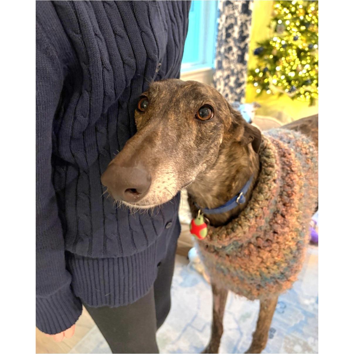 Enlarge Nutty Meggie (Meggie), a Adopted Greyhound in Tarpon Springs, FL image 3/6