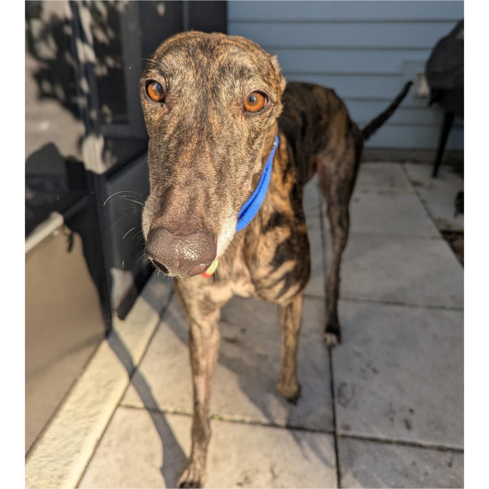 Enlarge Nutty Meggie (Meggie), a Adopted Greyhound in Tarpon Springs, FL image 5/6