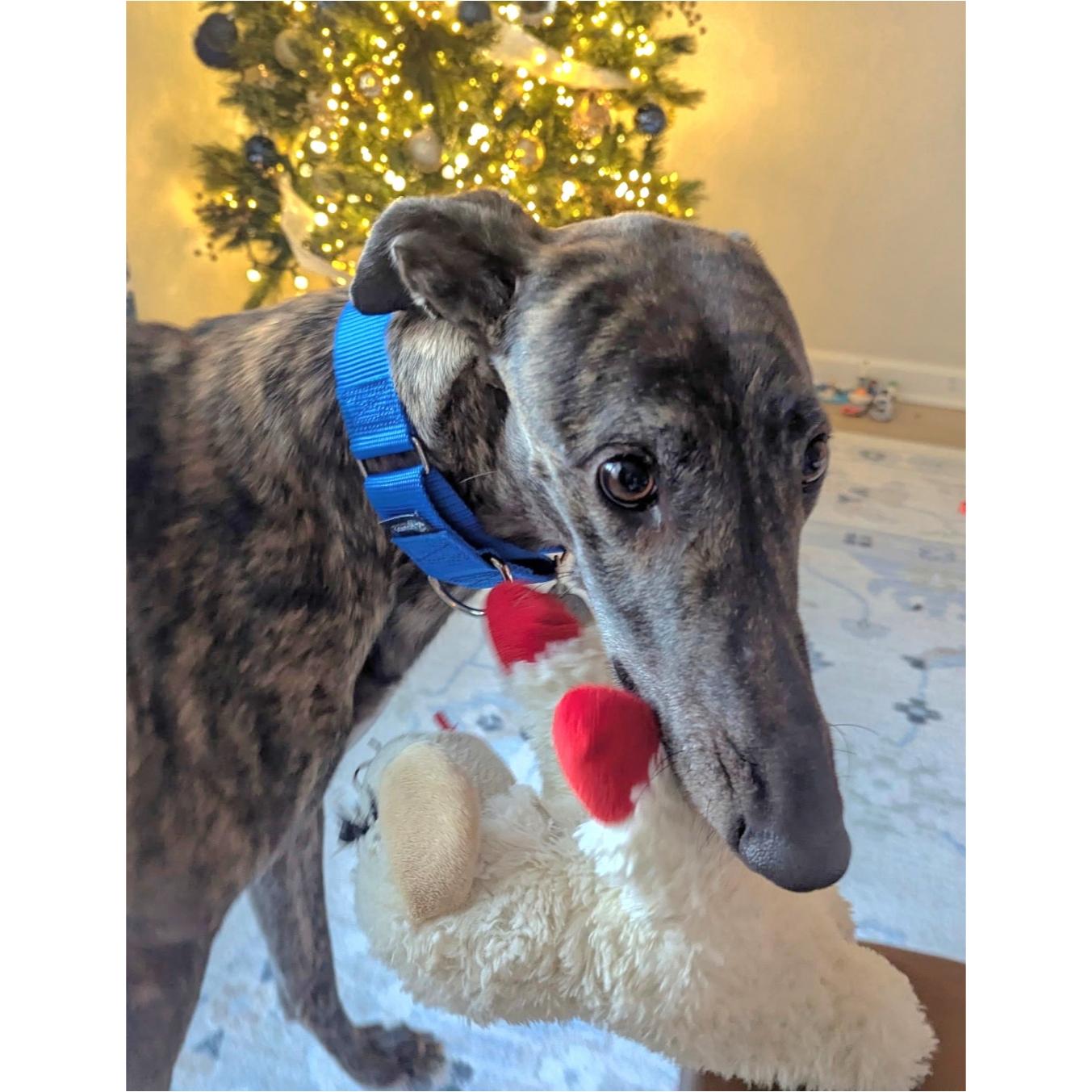 Enlarge Nutty Meggie (Meggie), a Adopted Greyhound in Tarpon Springs, FL image 6/6