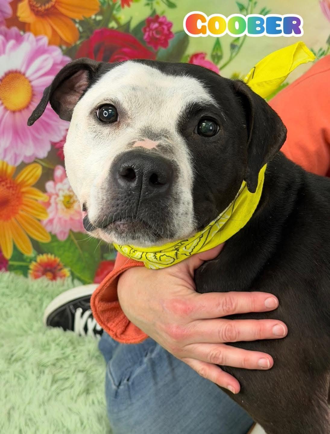 Enlarge Goober, a ADOPTABLE Mixed Breed in Flint, MI image 1/1