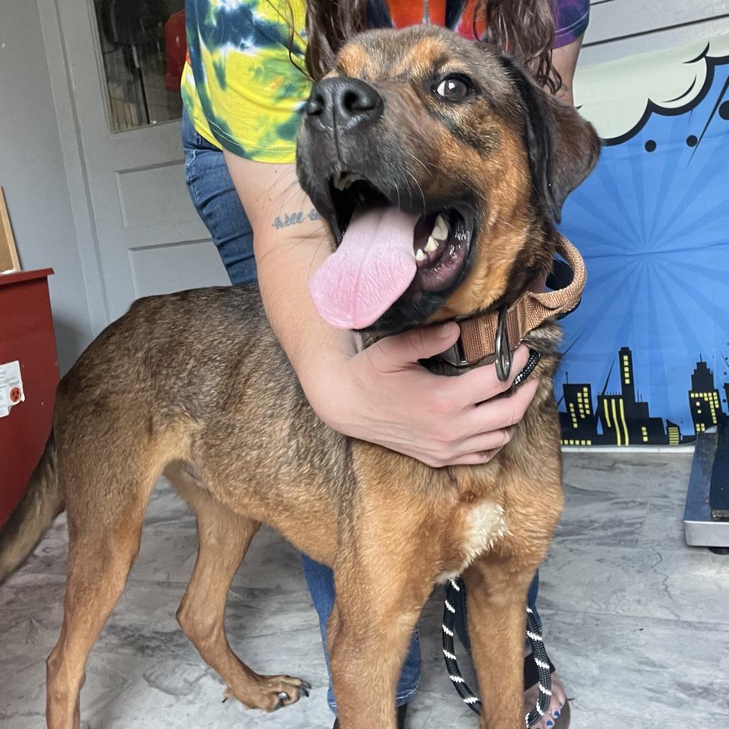 Kyle, Adoptable, Adult Male Mixed Breed.