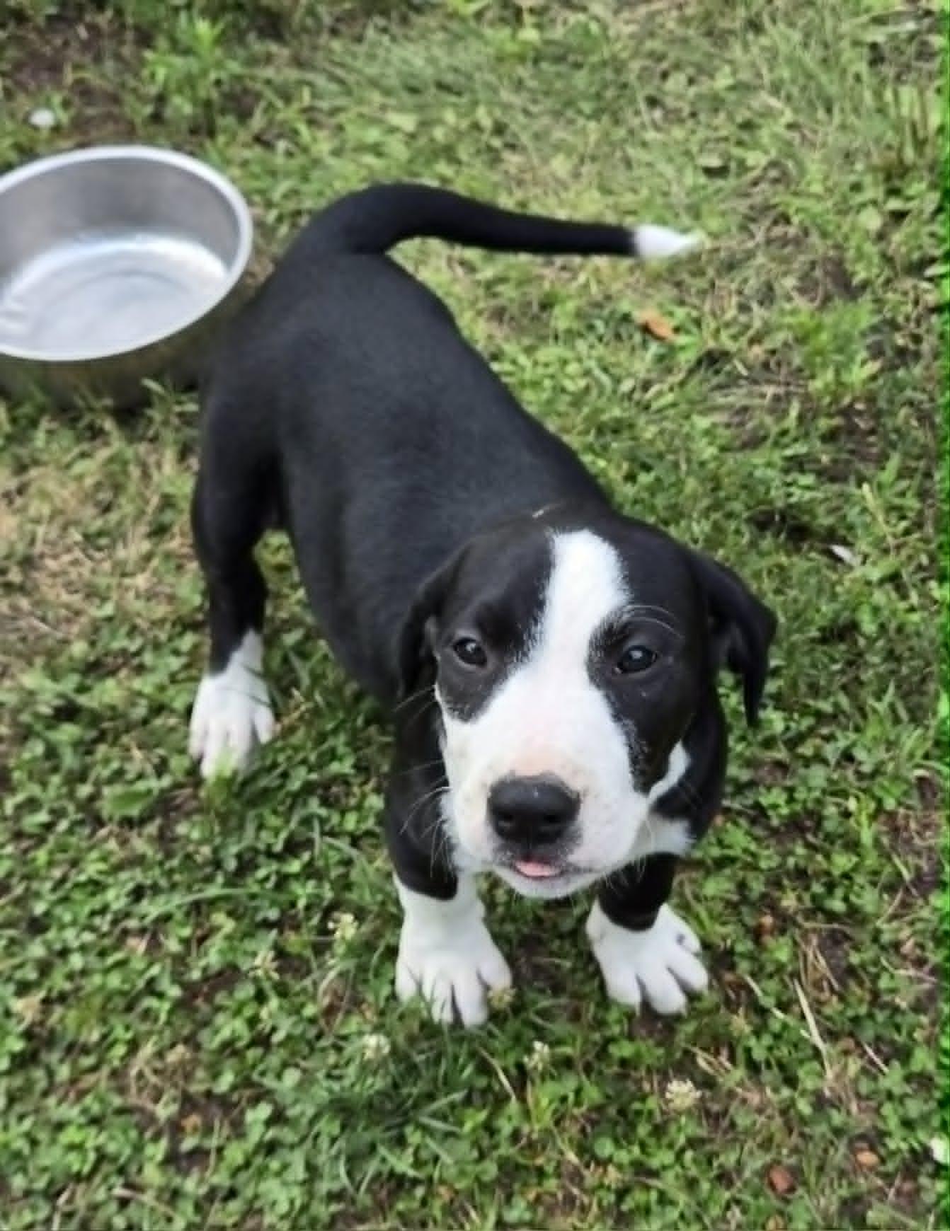 Spotted Cow, adoptable, Puppy Male Pit Bull Terrier.