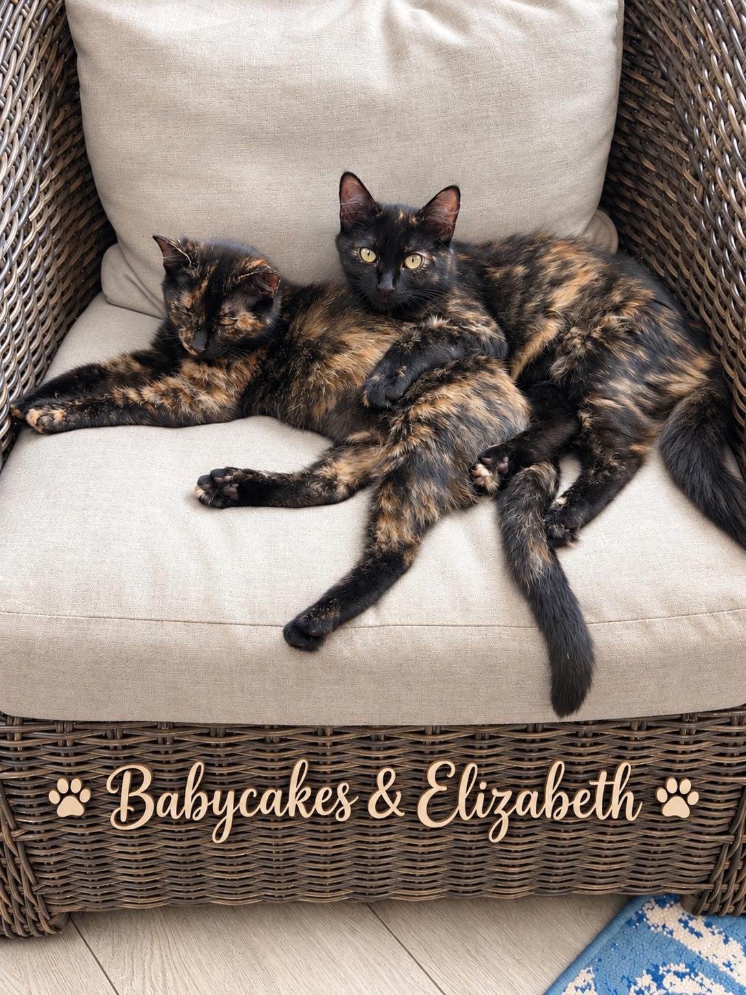 Enlarge Babycakes, a Adoptable Tortoiseshell in Santa Cruz, CA image 3/5