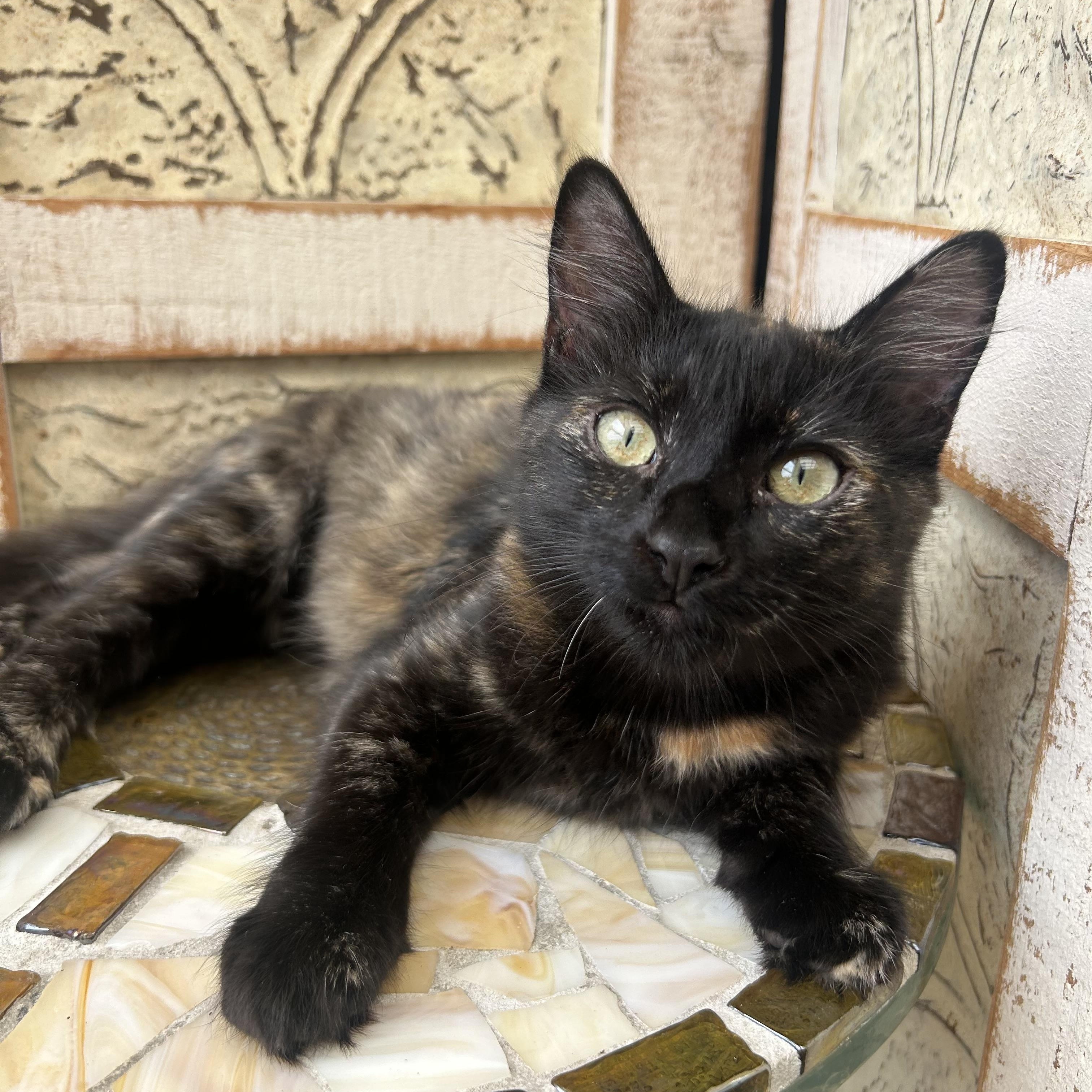 Babycakes, Adoptable, Kitten Female Tortoiseshell.