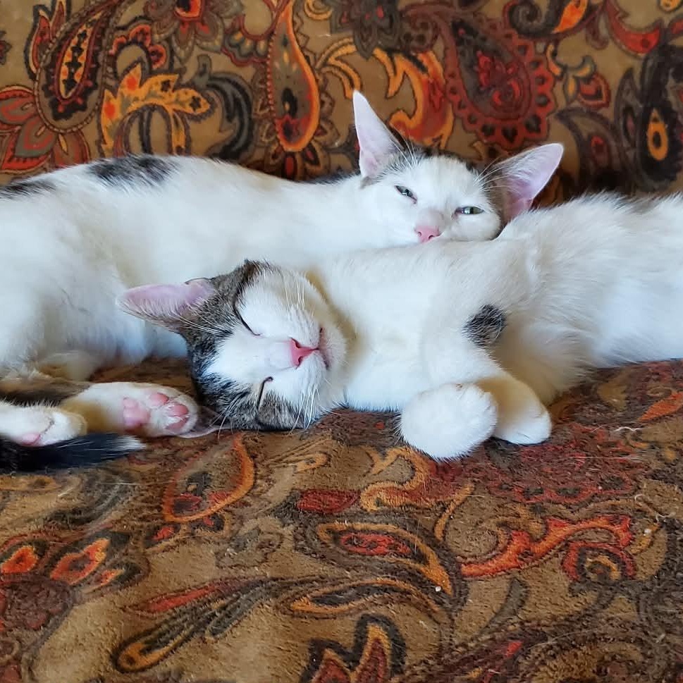 Marco & Polo (bonded), ADOPTABLE, Adult Male Domestic Short Hair.