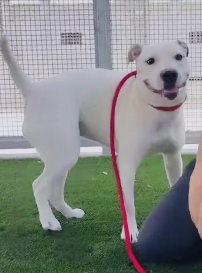 Enlarge MILKSHAKE, a Adoptable Pit Bull Terrier in Los Angeles, CA image 1/1