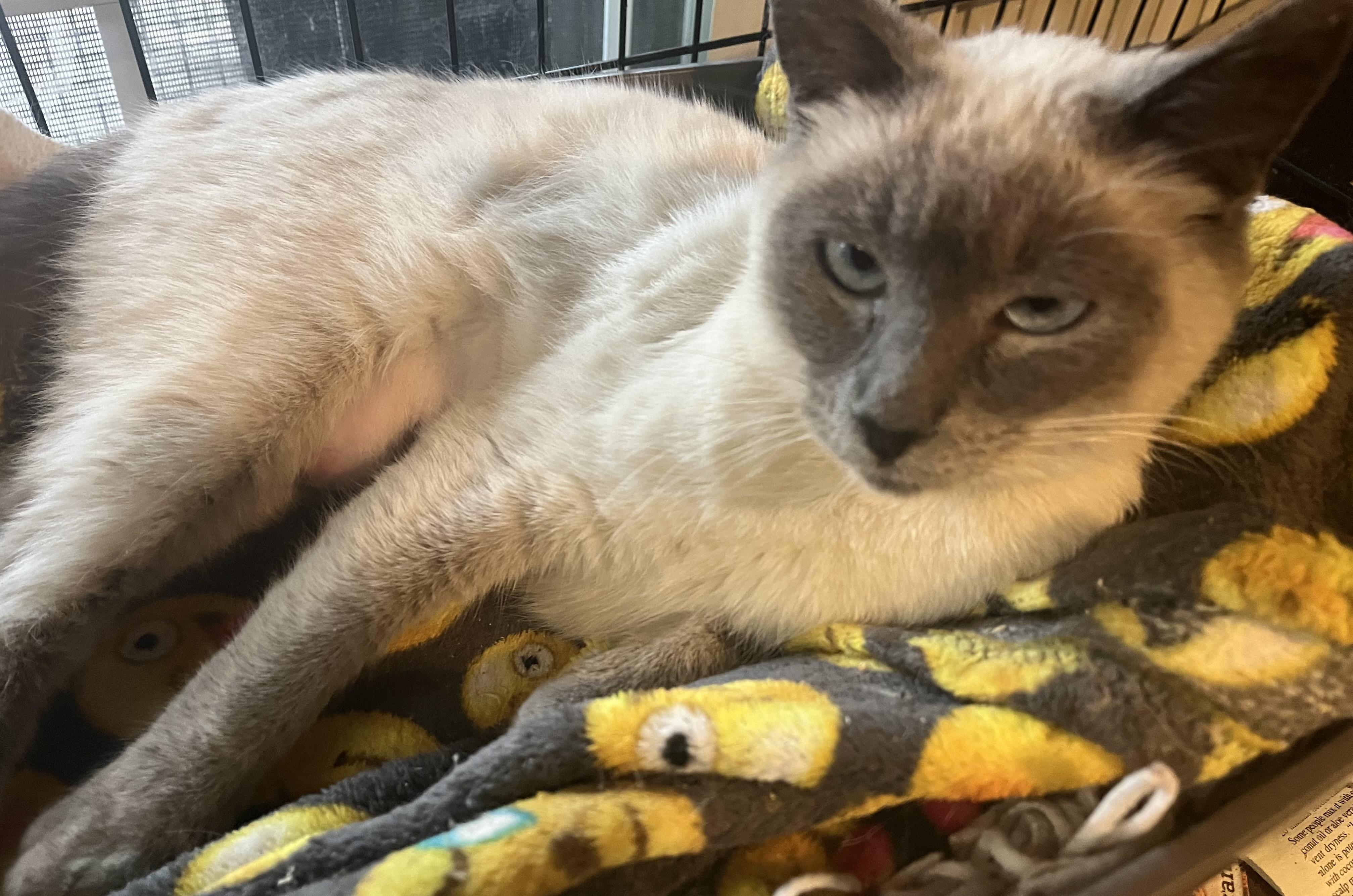 Dolce, Adopted, Young Female Domestic Short Hair.