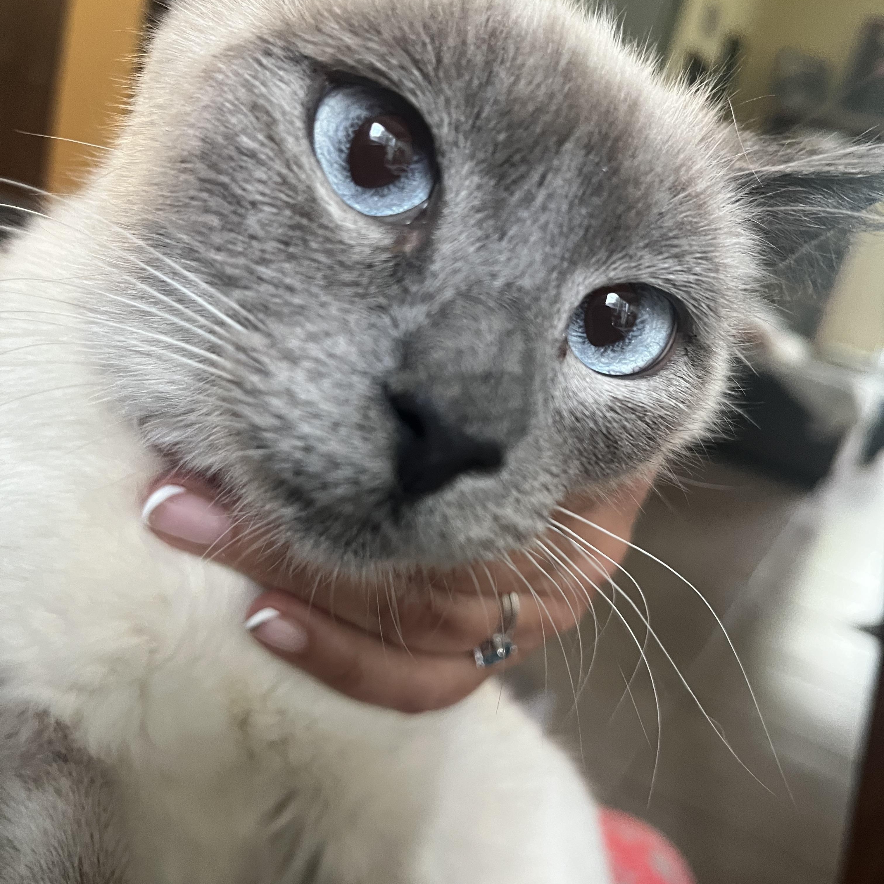 Enlarge Dolce, a Adopted Domestic Short Hair in Hayward, CA image 3/6