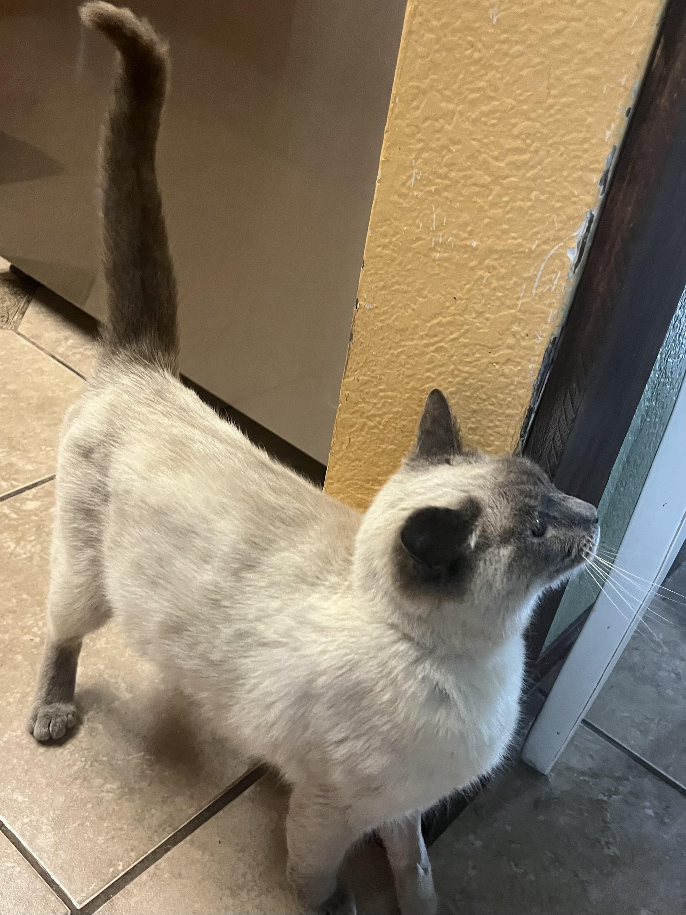 Enlarge Dolce, a Adopted Domestic Short Hair in Hayward, CA image 4/6