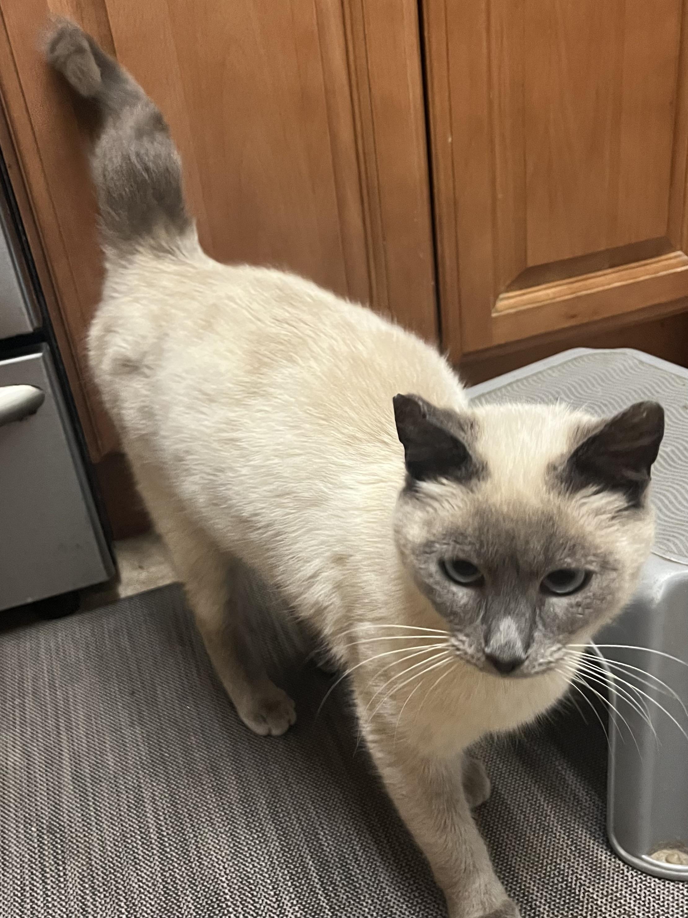 Enlarge Dolce, a Adopted Domestic Short Hair in Hayward, CA image 5/6