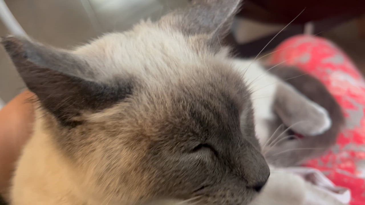 Enlarge Dolce, a Adopted Domestic Short Hair in Hayward, CA video 6/6