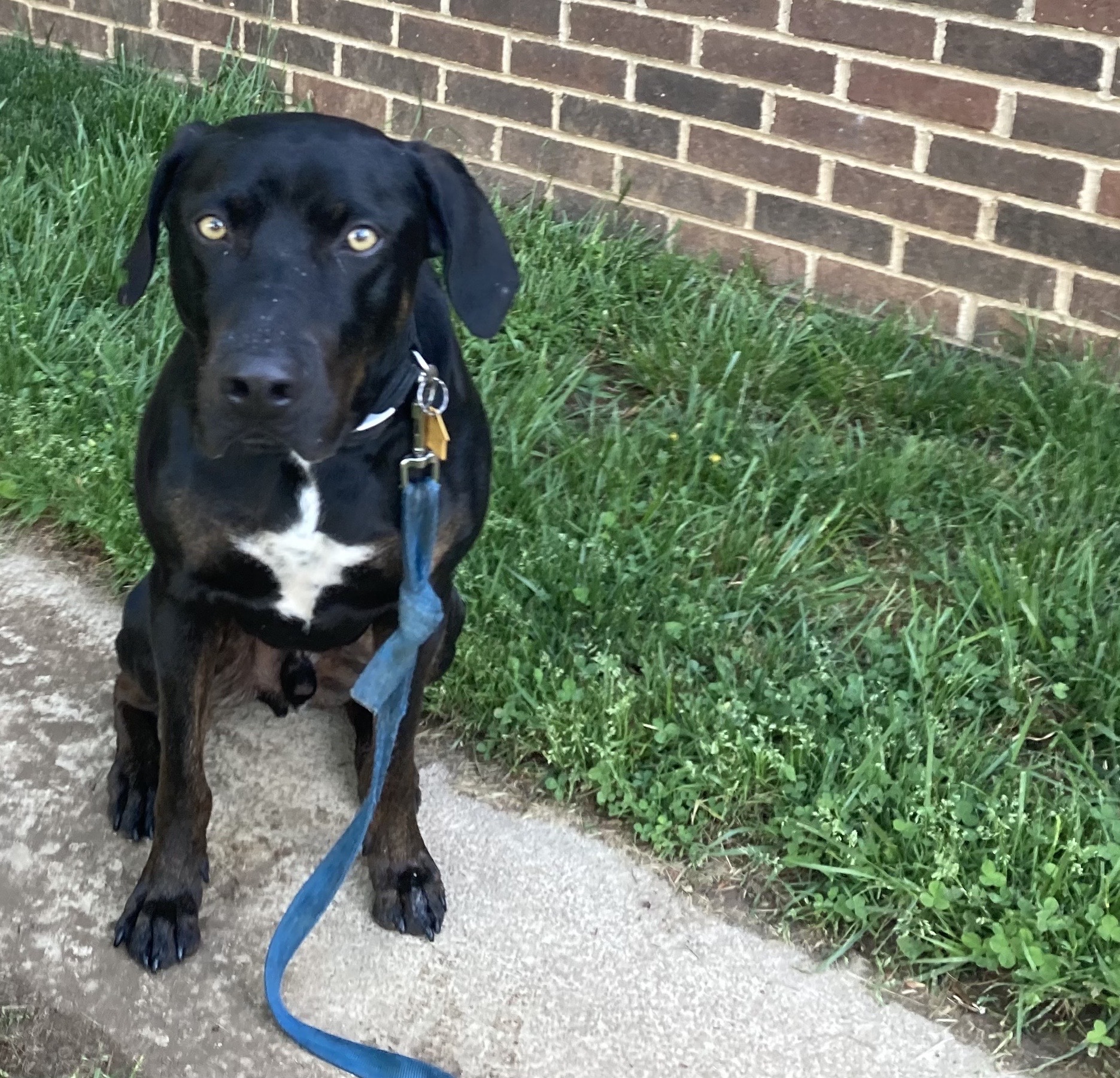 NAKOTA - JJ (LEXINGTON KY), a Adoptable Catahoula Leopard Dog in LEXINGTON, KY image 1/8