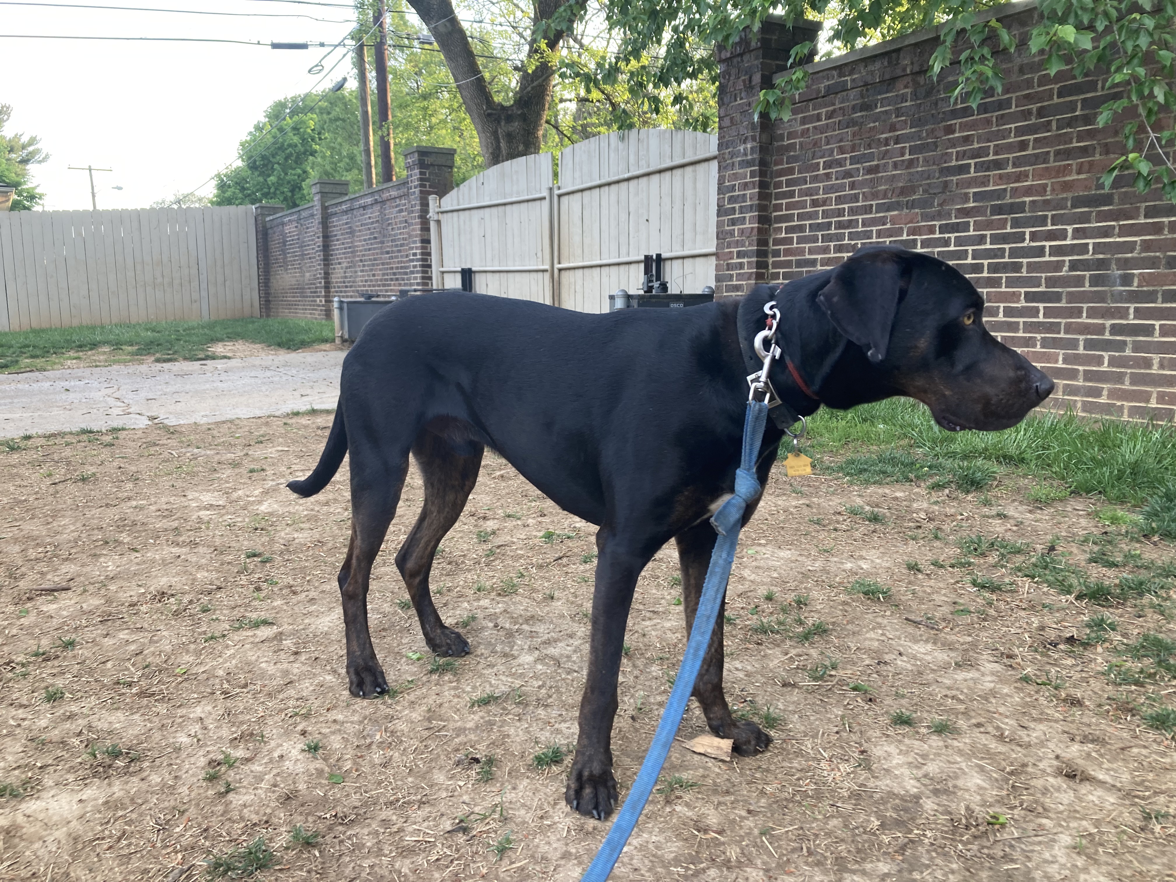 NAKOTA - JJ (LEXINGTON KY), a Adoptable Catahoula Leopard Dog in LEXINGTON, KY image 2/8