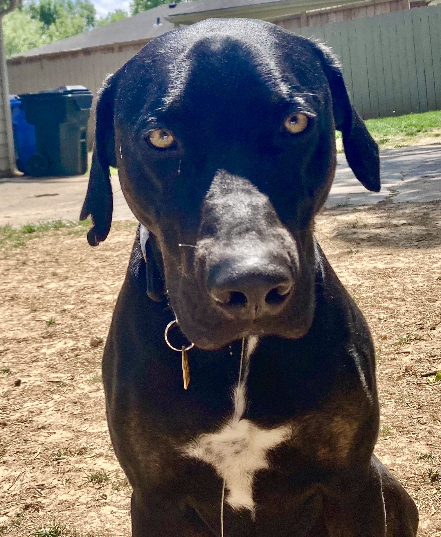 NAKOTA - JJ (LEXINGTON KY), a Adoptable Catahoula Leopard Dog in LEXINGTON, KY image 3/8
