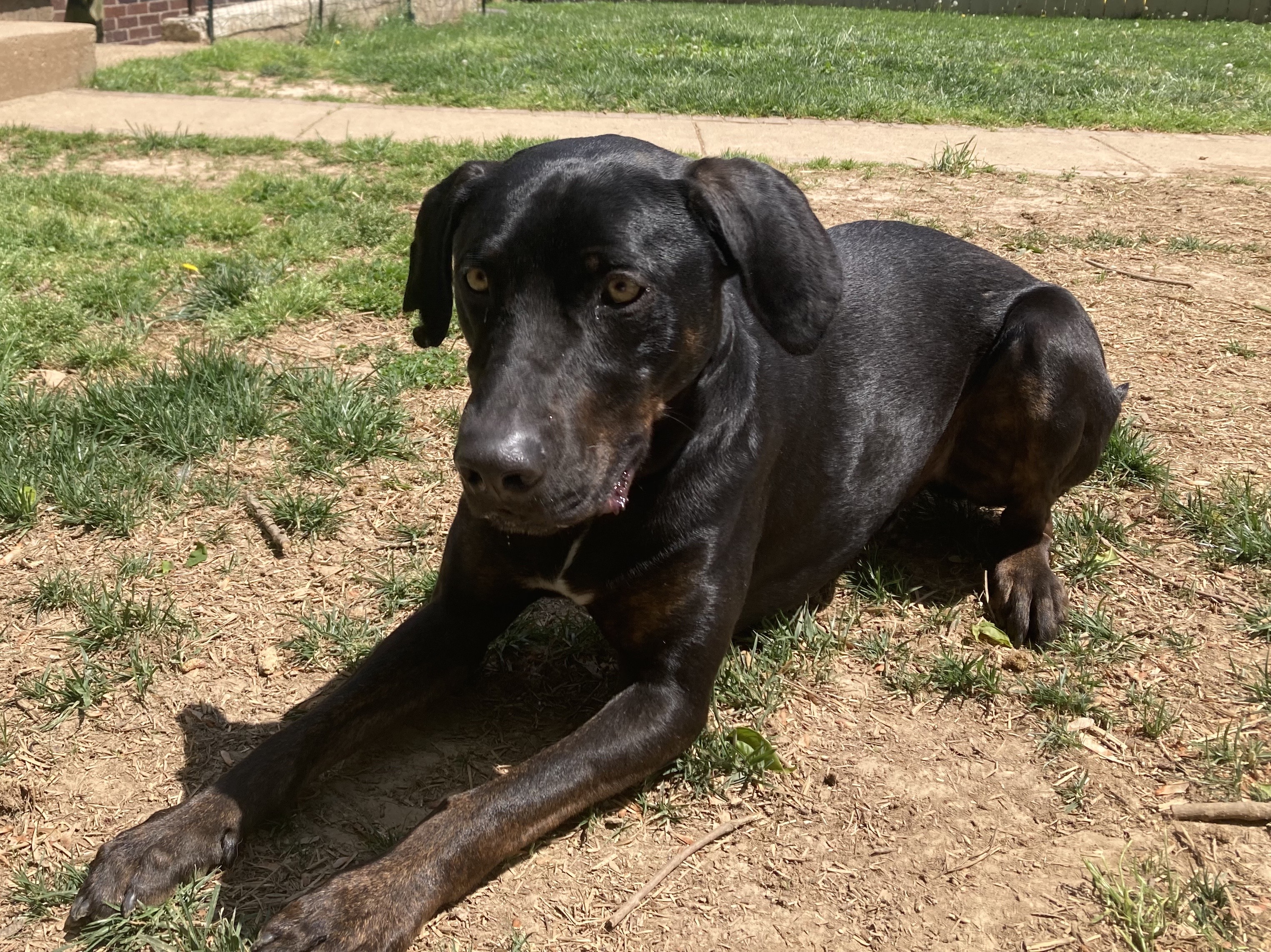 NAKOTA - JJ (LEXINGTON KY), a Adoptable Catahoula Leopard Dog in LEXINGTON, KY image 4/8
