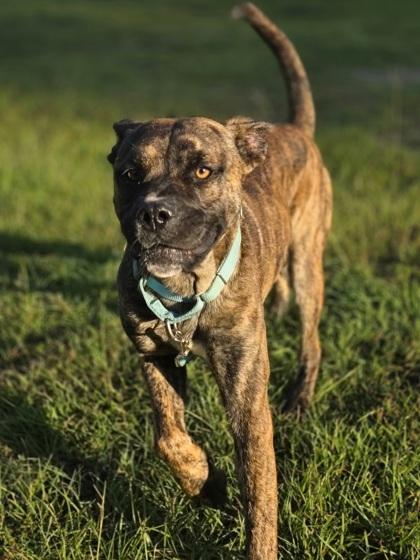 Weller, Adoptable, Young Male Boxer & American Bulldog.