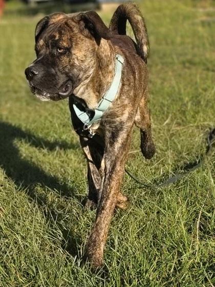 Enlarge Weller, a Adoptable mixed breed in Conway, SC image 2/3