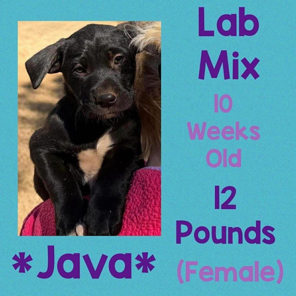 Java, Adopted, Puppy Female Labrador Retriever.