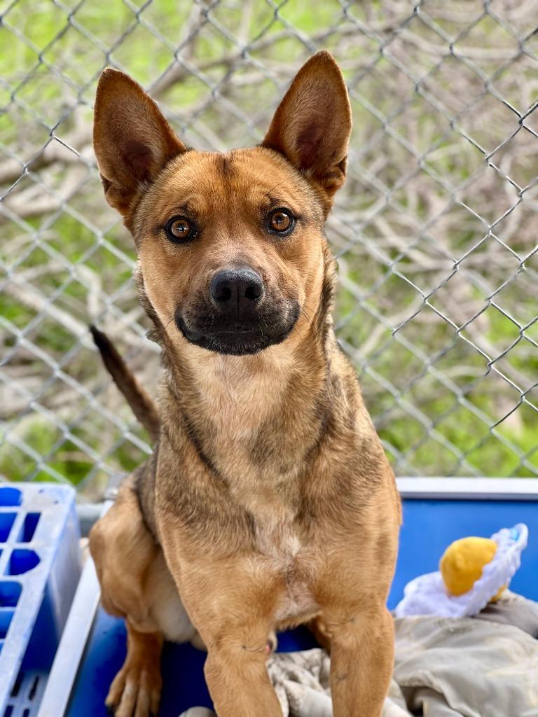 Murphy, Adoptable, Adult Male Shepherd & Terrier.