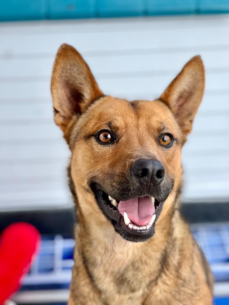 Enlarge Murphy, a Adoptable mixed breed in Canyon Lake, TX image 2/5