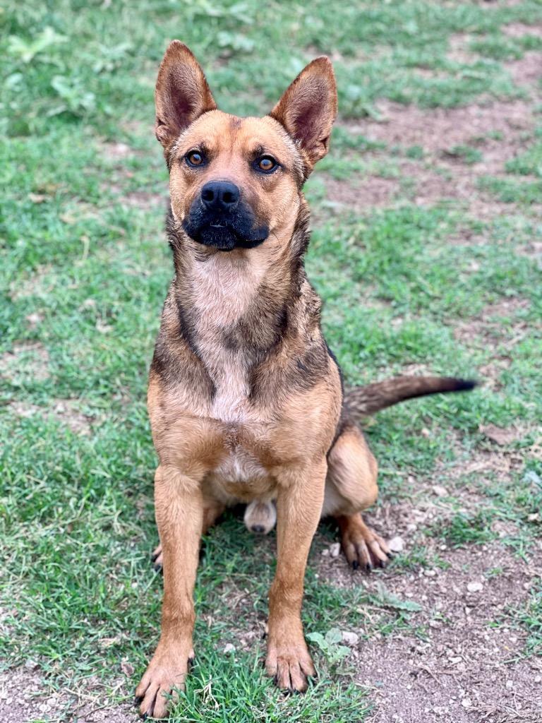 Enlarge Murphy, a Adoptable mixed breed in Canyon Lake, TX image 3/5