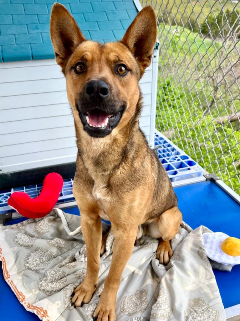 Enlarge Murphy, a Adoptable mixed breed in Canyon Lake, TX image 4/5