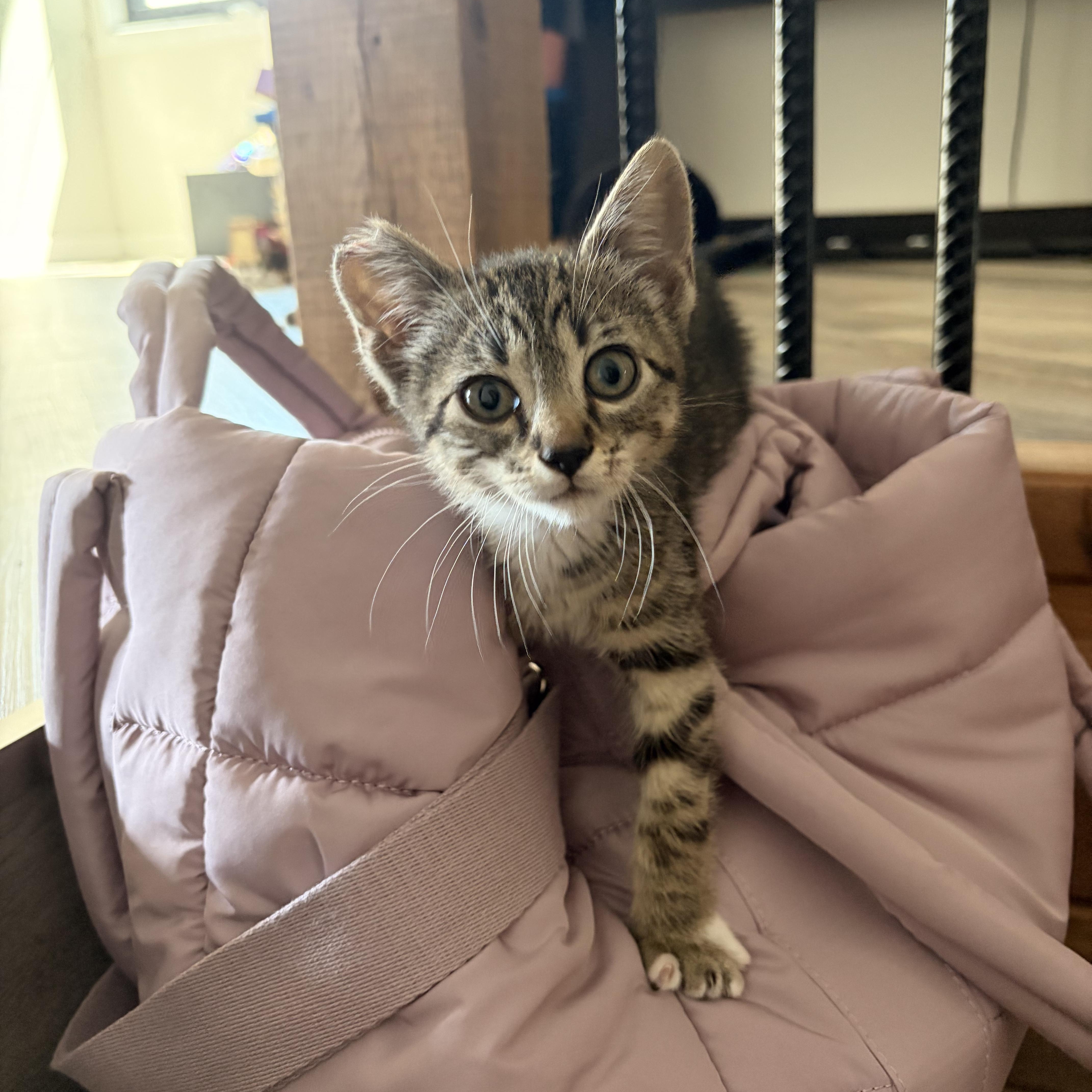Enlarge Hazard, a ADOPTABLE Domestic Short Hair in Morden, MB image 4/6